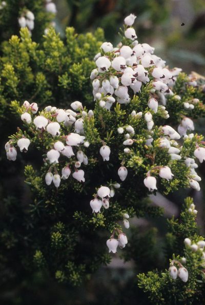 Erica pubescens, photographed by Tom Lloyd Evans