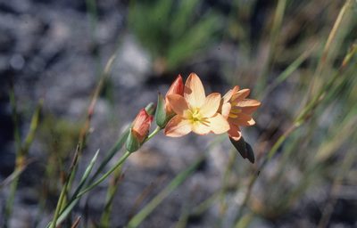 Gladiolus brevitubus, photographed by Tom Lloyd Evans