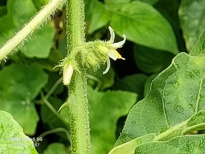 Solanum jamaicense, photographed by Ong Jyh Seng