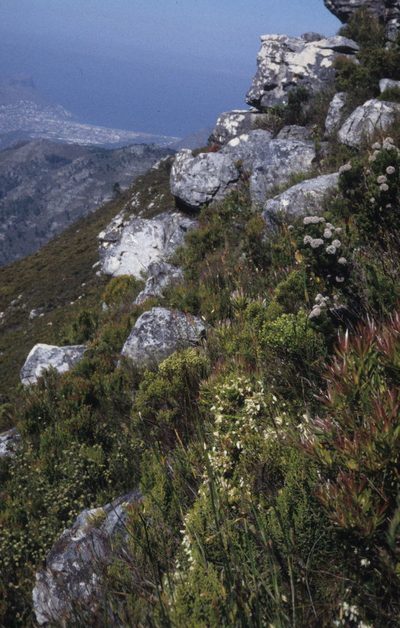 Erica sociorum, photographed by Tom Lloyd Evans