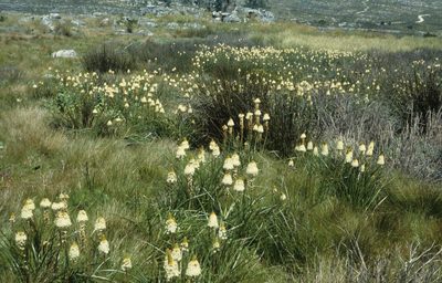 Bulbinella nutans, photographed by Tom Lloyd Evans