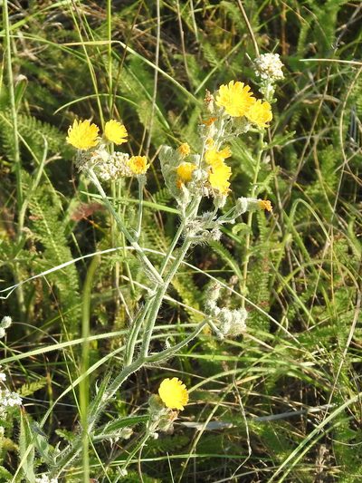 Pilosella echioides, photographed by Konstantin Grebennikov