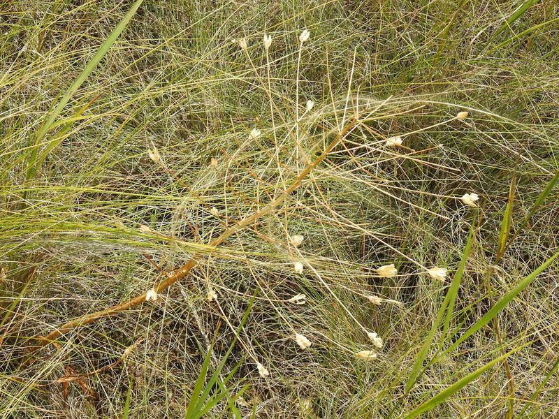 Bellevalia speciosa, photographed by Konstantin Grebennikov
