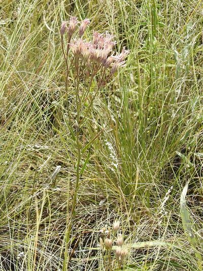 Jurinea multiflora, photographed by Konstantin Grebennikov