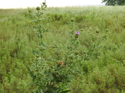 Cirsium serrulatum, photographed by Konstantin Grebennikov