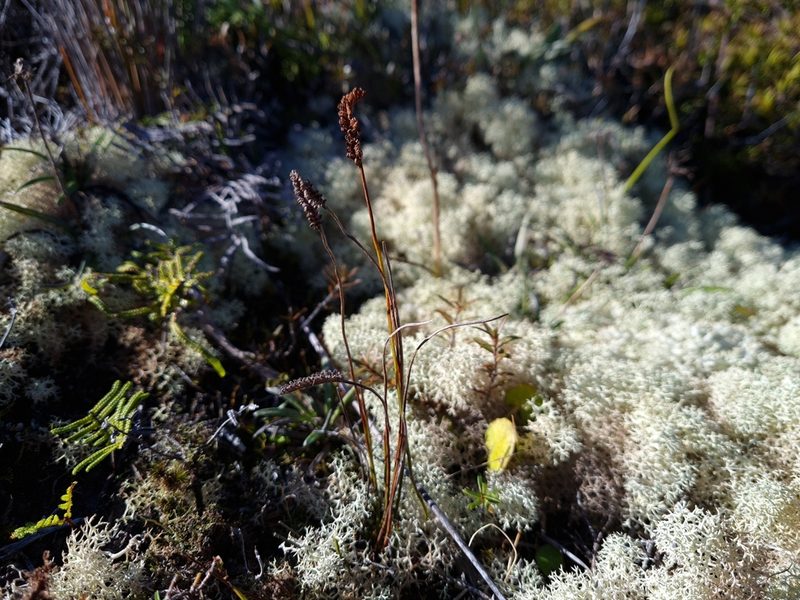 Microschizaea fistulosa, photographed by gnapp