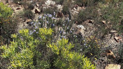 Lobostemon decorus, photographed by Di Turner