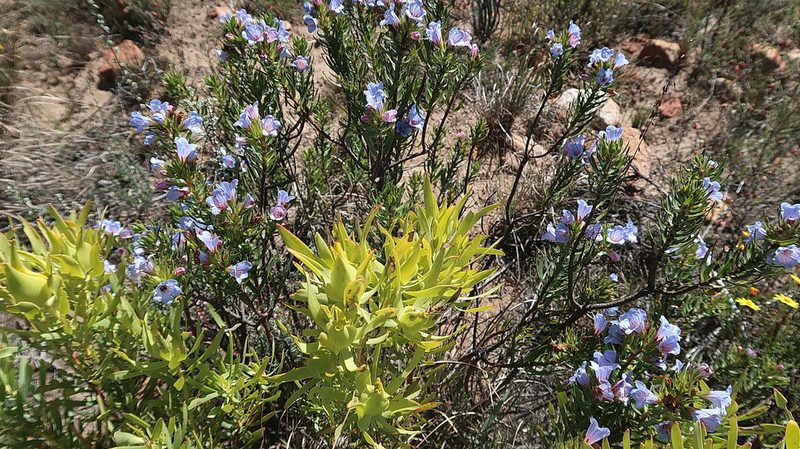 Lobostemon decorus, photographed by Di Turner
