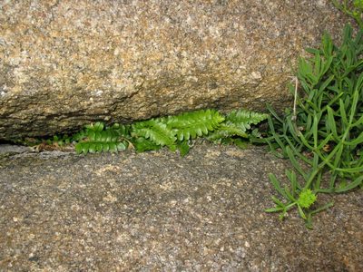 Asplenium marinum, photographed by José Luis Camaño