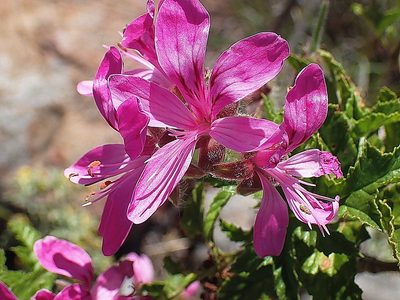 Pelargonium glutinosum, photographed by Di Turner