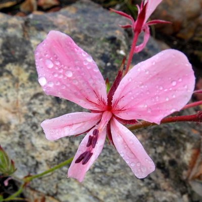 Pelargonium carneum, photographed by Di Turner