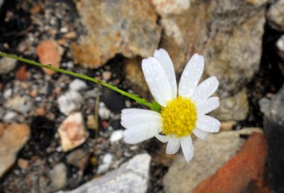 Phymaspermum leptophyllum, photographed by Di Turner