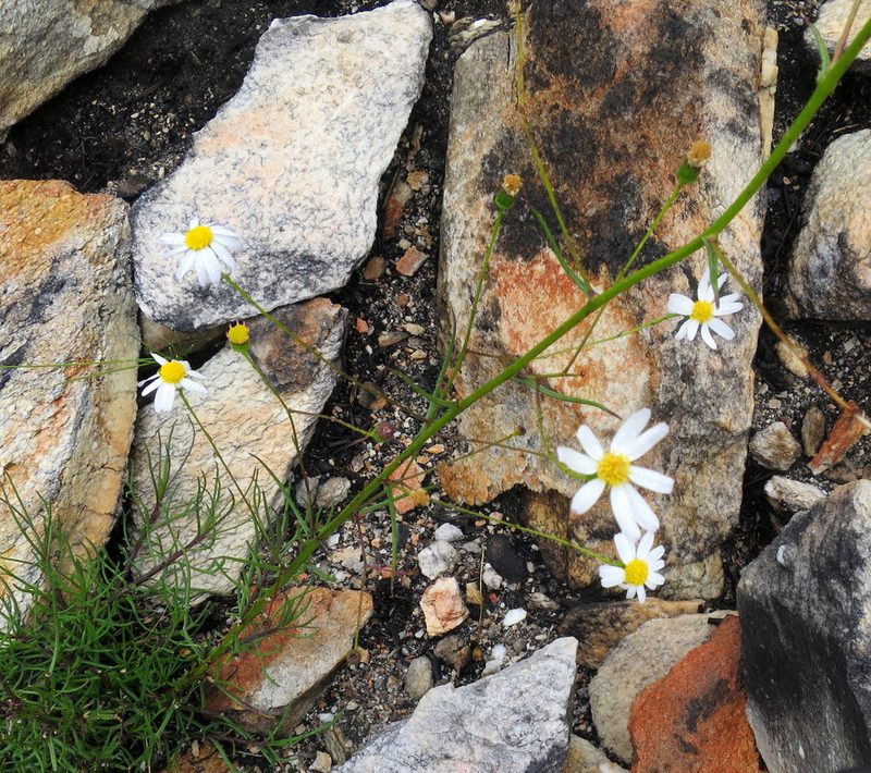 Phymaspermum leptophyllum, photographed by Di Turner