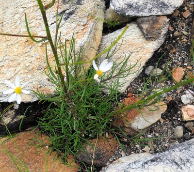 Phymaspermum leptophyllum, photographed by Di Turner