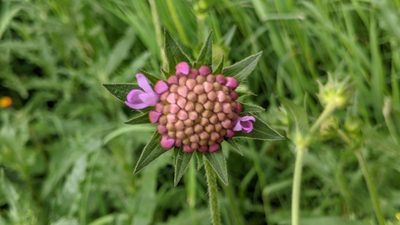 Knautia dipsacifolia, photographed by Philipp