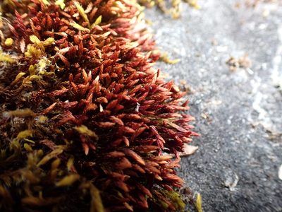 Imbribryum miniatum, photographed by Ellyne Geurts