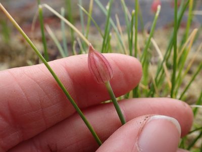 Allium amplectens, photographed by Ellyne Geurts