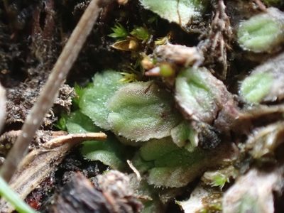 Riccia beyrichiana, photographed by Ellyne Geurts