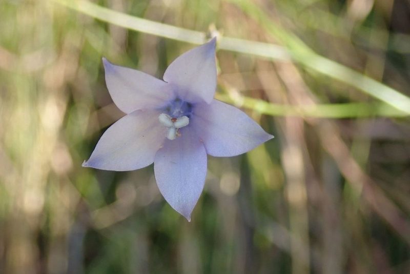 Wahlenbergia undulata, photographed by Andrew Deacon