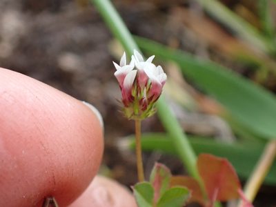Trifolium oliganthum, photographed by Ellyne Geurts