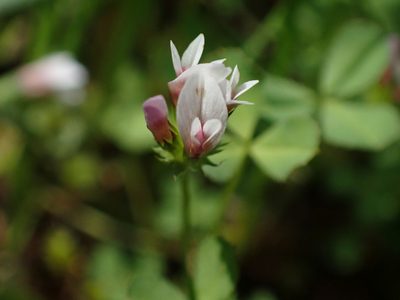 Trifolium oliganthum, photographed by Ellyne Geurts