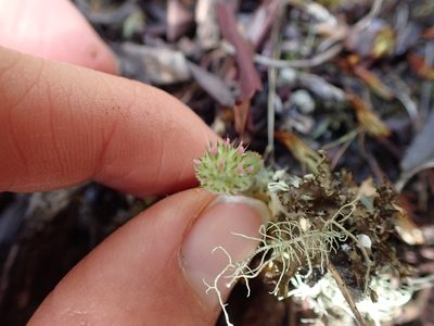 Trifolium microcephalum, photographed by Ellyne Geurts