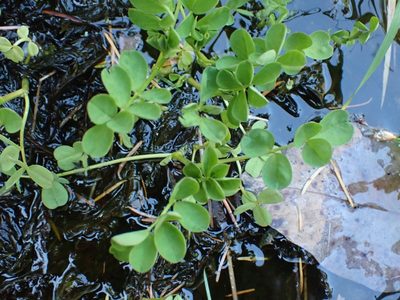 Hosackia pinnata, photographed by Ellyne Geurts