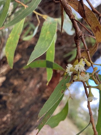Eucalyptus amygdalina, photographed by krumpianking