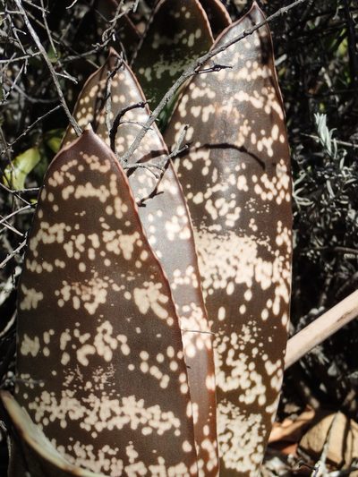 Gasteria brachyphylla, photographed by Nicola van Berkel