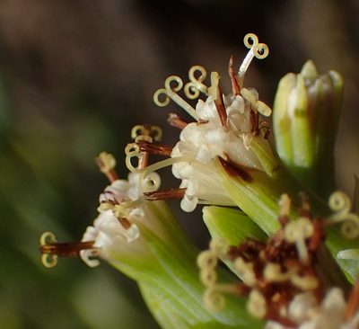 Kleinia ficoides, photographed by Nicola van Berkel