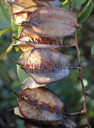Dioscorea hemicrypta, photographed by Nicola van Berkel