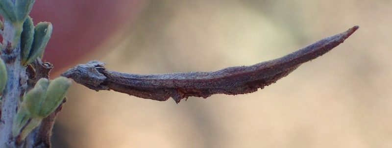 Indigofera obcordata, photographed by Nicola van Berkel