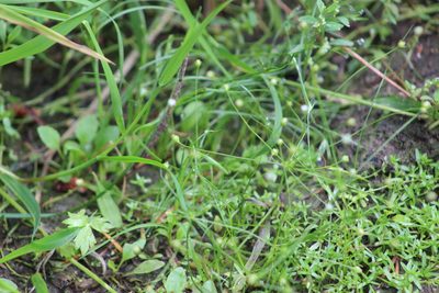 Androsace filiformis, photographed by Tatiana Strus