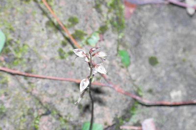 Acianthus fornicatus, photographed by Gary Williams