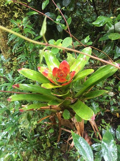 Guzmania gloriosa, photographed by Mark Wagner