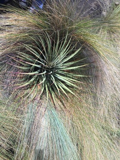 Puya clava-herculis, photographed by Mark Wagner