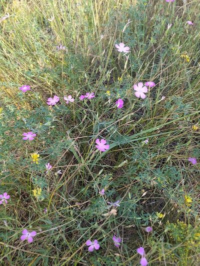 Dianthus campestris, photographed by sergleb