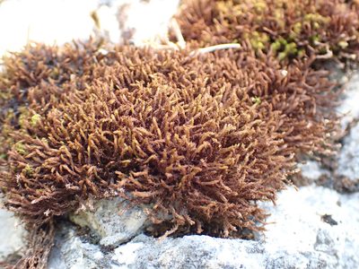 Geheebia ferruginea, photographed by Randal