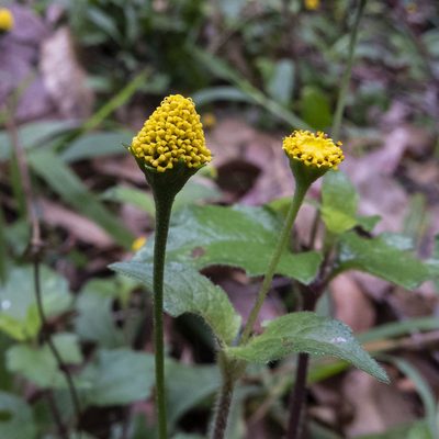 Acmella paniculata, photographed by Paulmathi Vinod