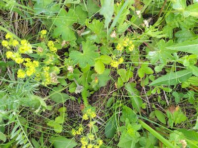Alchemilla sarmatica, photographed by Dmitriy Bochkov