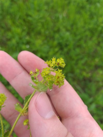 Alchemilla sarmatica, photographed by Dmitriy Bochkov