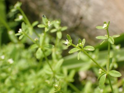 Galium trifidum, photographed by Mary Krieger