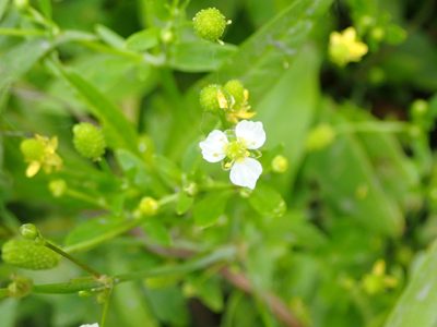 Alisma triviale, photographed by Mary Krieger
