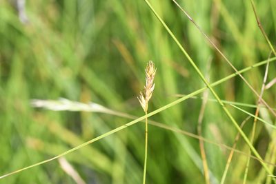 Carex siccata, photographed by Henrique Pacheco