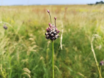 Allium scorodoprasum, photographed by Jens-Christian Svenning