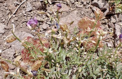 Astragalus whitneyi, photographed by John Brew