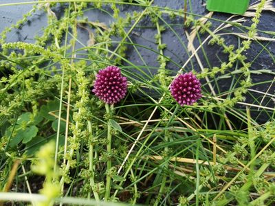 Allium sphaerocephalon, photographed by Jens-Christian Svenning