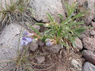 Penstemon speciosus, photographed by John Brew