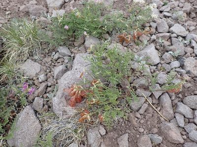 Astragalus whitneyi, photographed by John Brew