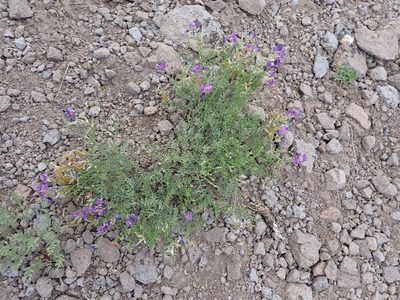 Astragalus whitneyi, photographed by John Brew